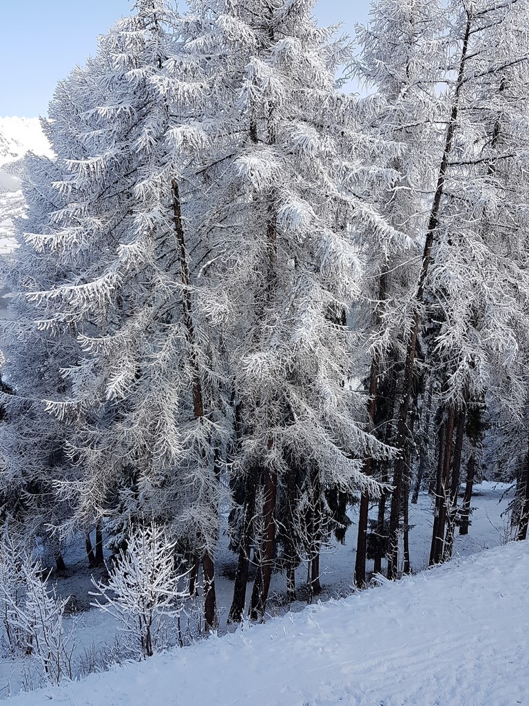 Mélèzes sous la neige