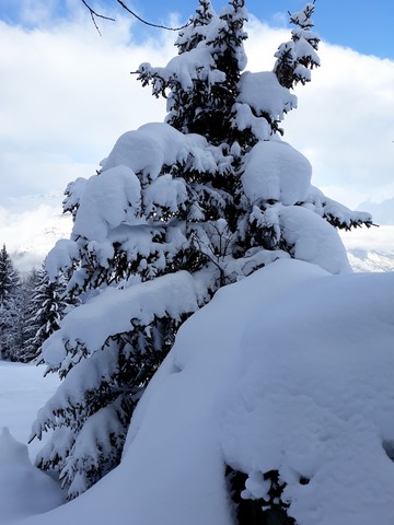 mélèze et neige