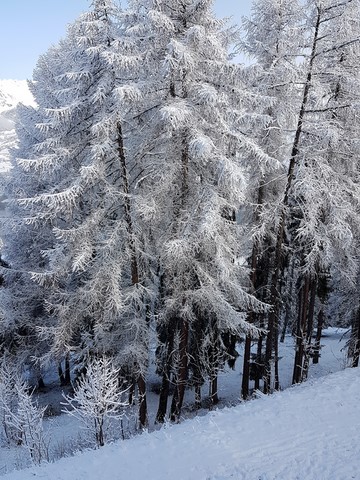 neige et mélèzeq